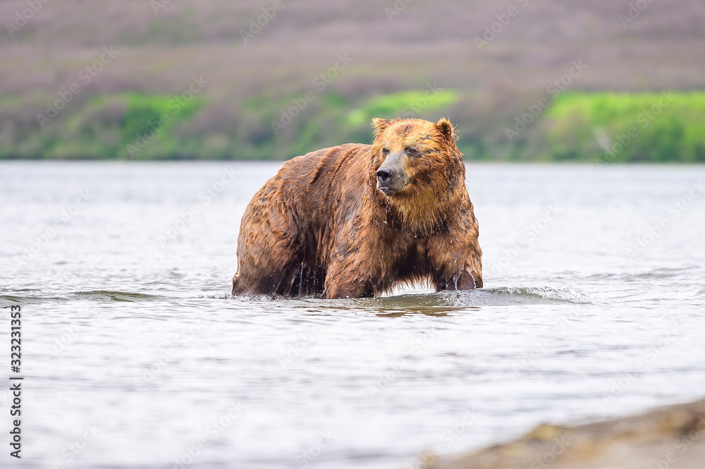 Wall mural Ruling the landscape, brown bears of Kamchatka (Ursus arctos beringianus)