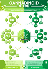 Cannabinoid Guide infographic chart. show main compound cannabinoid from cannabis, hemp, marijuana or marihuana.Green concept design on white background.