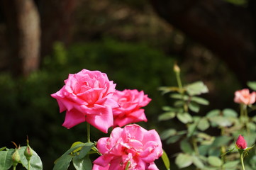 薔薇の咲く庭