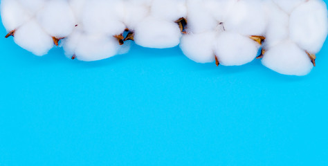 Cotton branch on blue background. Flat Lay, top view. Copy Space for your text