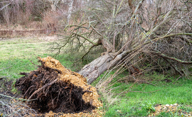 entwurzelter Baum nach einem Orkan