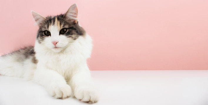 White, ginger, brown cat with pink nose lying on white table in front of pink background. Cute kitten pet image with copy space. Web, social media banner template. Stock photo.