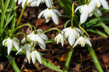 Blooming spring flowers, snowdrops close up - 323233745