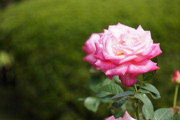 薔薇の咲く庭