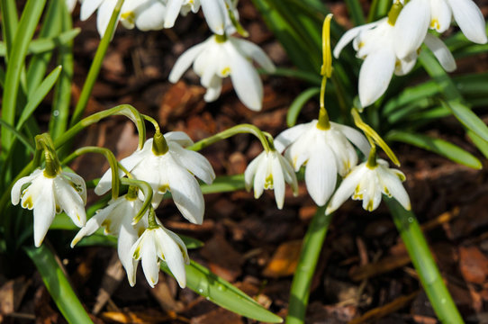 Blooming spring flowers, snowdrops close up