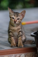 Naklejka na ściany i meble Cute Thai cat