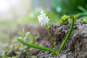 Scylla Siberian closeup. Little blue flowers. White-blue snowdrops. Natural background