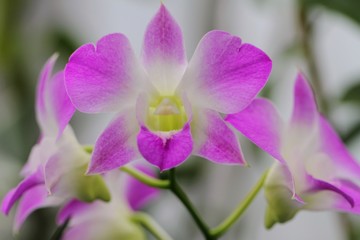 蘭 (Dendrobium phalaenopsis 'Sakura')