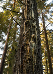 Fototapeta premium Blutender Waldbaum