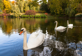 Swans on the lake