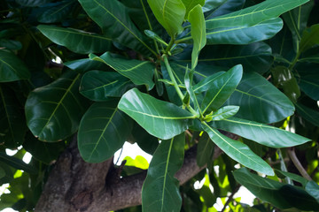 Barringtonia asiatica (fish poison tree, putat or sea poison tree) is a species of Barringtonia native to mangrove habitats