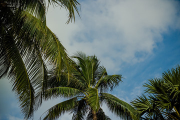 Fototapeta na wymiar summer landscape, palm trees on a background of blue cloudy sky