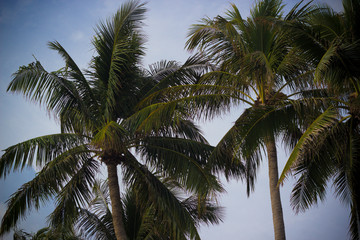 Fototapeta na wymiar summer landscape, palm trees on a background of blue cloudy sky