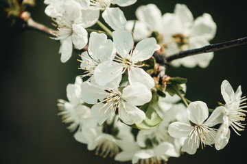 flowering tree close-up in spring