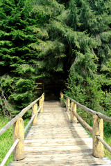 The wooden bridge in the forest. Big spruce, pine. Forest in the mountains of eastern Europe. Carpathians