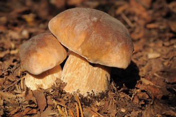 boletus mushroom in the forest