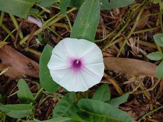 Ipomoea aquatica flower blooming on green leaves background closeup in the garden.