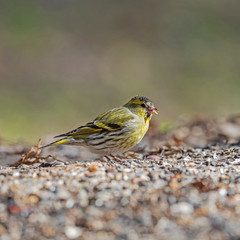 The Eurasian siskin (Spinus spinus) is a small passerine bird in the finch family Fringillidae.