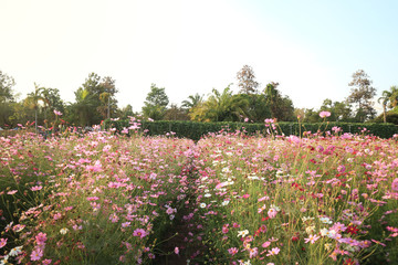 Cosmos flower fields and  blue sky
