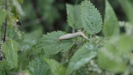 A great trip of a small snail
