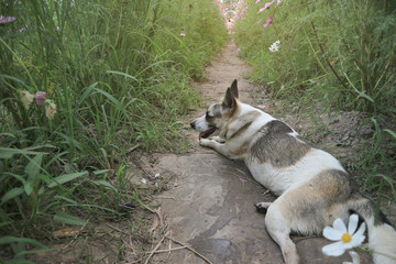 Cute dog in the cosmos flower garden