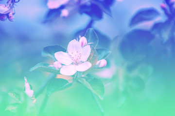 Obraz na płótnie Canvas Blue-green vintage blossoming apple tree branch. Spring nature background. Gradient color