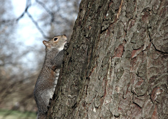 A grey squirrel is climbing up to a tree.