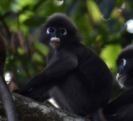 Young langur monkey resting in a tree in the jungle