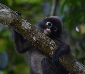 Cute young langur monkey looking at the camera in the jungle