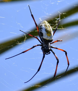 Colorful Golden Orb Spider On Its Web