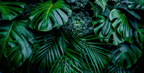 Tropical green leaves background - obrazy, fototapety, plakaty