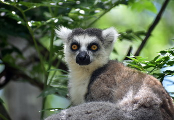Obraz premium Ring-tailed lemur staring at something in the forest