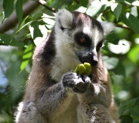 Close up of a cute ring-tailed lemur eating fruit in the forest