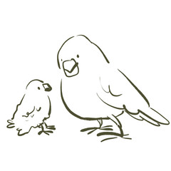 インコ　鳥　親子