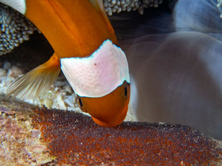 Saddleback Clownfish (Amphiprion polymnus) looking after their eggs