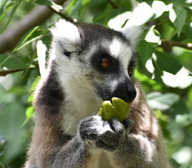Ring-tailed lemur eating fruit in the forest