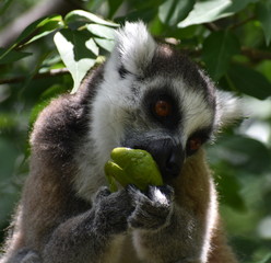 Close up of a ring-tailed lemur eating fruit in the forest
