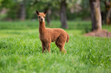 Portrait of a young Alpaca, a South American mammal - 323240503