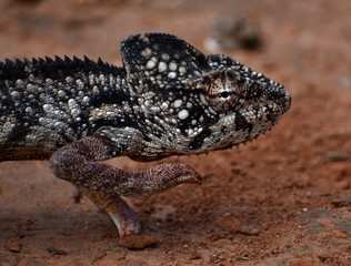 Colorful male chameleon walking on dirt