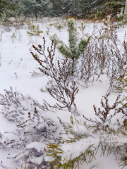 pine forest in winter, snow falls on the ground