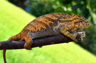 Colorful male chameleon holding onto a stick