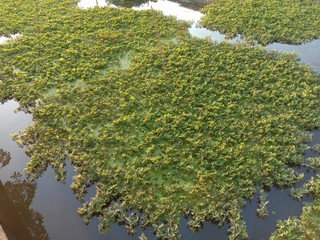 Water mimosa clump green fresh vegetable isolated on water surface background closeup in the canal.
