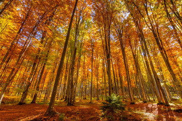 Beautiful view of a forest with trees and foliage autumn leaves, Sfanta Ana, ‎Harghita County, Romania