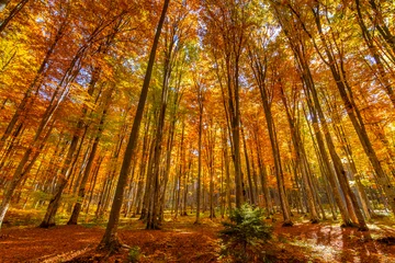 Fototapete Fallen Beautiful view of a forest with trees and foliage autumn leaves, Sfanta Ana, ‎Harghita County, Romania  © mihaelastancu