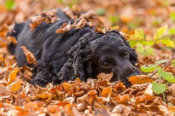 Beautiful black young cocker spaniel playing in an autumn landscape with copper dry fallen leaves, Sfanta Ana, Romania