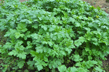 Mustard sprouts grown for organic green fertilizer