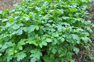 Mustard sprouts grown for organic green fertilizer