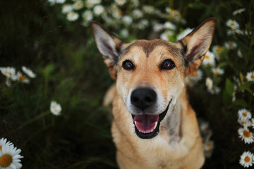 Naklejka na ściany i meble Happy dog in blooming field at summer day