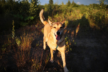 Dog walking in grass in evening at nature