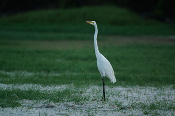 Great egret (Ardea alba) perched on watery soil
